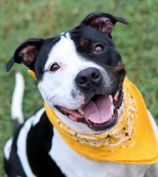 Roxann (AO37717) -  American Bulldog and Pit Bull Terrier Dog for Adoption in Kansas City, Kansas - Roxann (AO37717) | PetCurious
