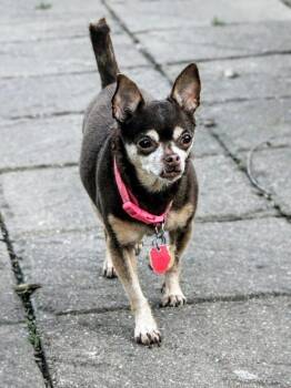 Chihuahua Dogs Available for Adoption in Riverdale, Iowa - Lola | PetCurious
