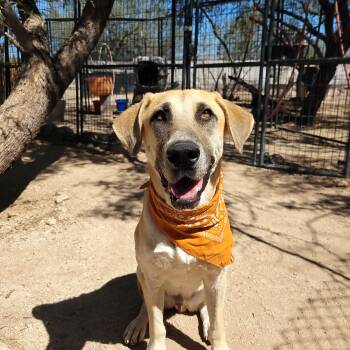 Rescue Great Dane and Anatolian Shepherd Dogs for Adoption in Oro Valley, Arizona - Milo | PetCurious