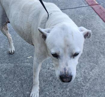 American Staffordshire Terrier Dogs Available for Adoption - TWO CHAINS | PetCurious