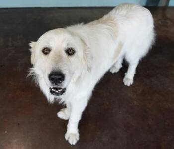 Tiny -  Great Pyrenees and Mixed Breed Dog for Adoption in San Antonio, Texas - Tiny | PetCurious