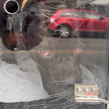 Winston Furchill -  Mixed Breed Dog for Adoption in Philadelphia, Pennsylvania - Winston Furchill | PetCurious