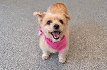 BELLA -  Cocker Spaniel and Poodle Dog for Adoption in Tustin, California - BELLA | PetCurious