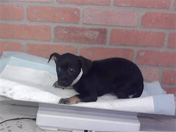 MAPLE -  Chihuahua and Mixed Breed Dog for Adoption in Houston, Texas - MAPLE | PetCurious