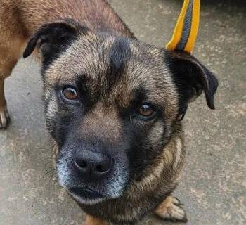 Kyzer -  Terrier Dog for Adoption in Bloomfield, Connecticut - Kyzer | PetCurious