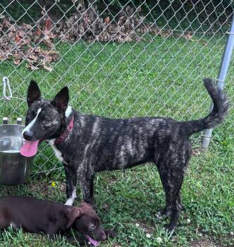 Slinky -  Australian Cattle Dog Blue Heeler Dog for Adoption in Blountville, Tennessee - Slinky | PetCurious