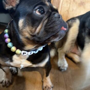 Pippa -  French Bulldog Dog for Adoption in Thibodaux, Louisiana - Pippa | PetCurious