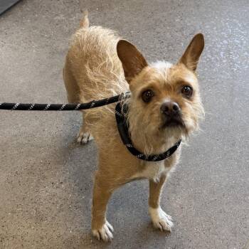 Mixed Breed Dogs Available for Adoption - Guapa | PetCurious