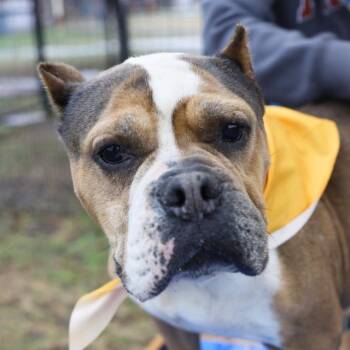 American Bulldog Dogs Available for Adoption in San Antonio, Texas - TRINA | PetCurious