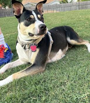 Rescue Australian Cattle Dog Blue Heeler Dogs for Adoption in New York, New York - Rosa | PetCurious