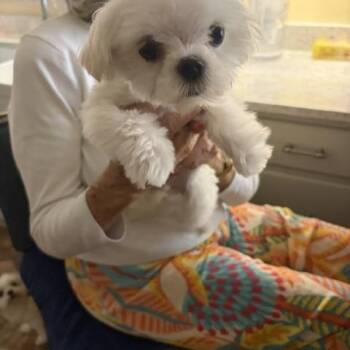 Rolex -  Maltese Dog for Adoption in Maitland, Florida - Rolex | PetCurious