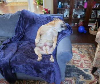 English Bulldog Dogs Available for Adoption in Milton, Georgia - CLEATUS | PetCurious