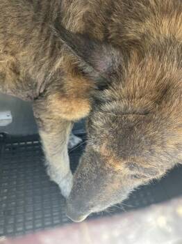 Mixed Breed Dogs Available for Adoption in Dallas, Texas - ALASKA | PetCurious