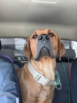 King -  Cane Corso and Mixed Breed Dog for Adoption in Missoula, Montana - King | PetCurious
