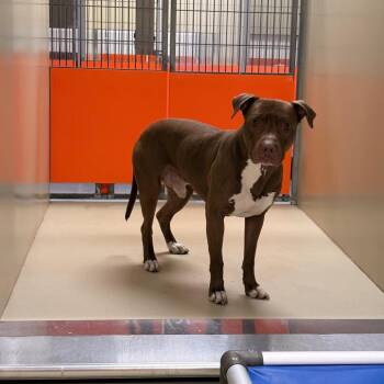 Mixed Breed Dogs Available for Adoption in Philadelphia, Pennsylvania - Graham | PetCurious