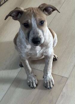 Pepsi -  Cattle Dog Dog for Adoption in Lake View, New York - Pepsi | PetCurious