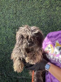 61136888 -  Shih Tzu and Mixed Breed Dog for Adoption in El Paso, Texas - 61136888 | PetCurious