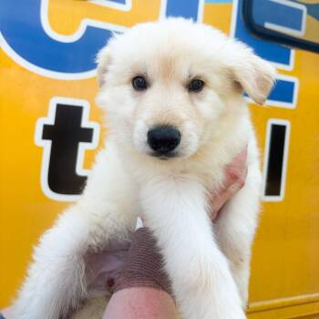 Lucius -  German Shepherd Dog Dog for Adoption in Tulsa, Oklahoma - Lucius | PetCurious