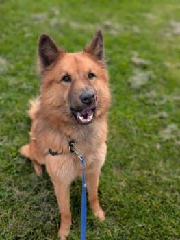 Wano -  Mixed Breed Dog for Adoption in Montreal, Quebec - Wano | PetCurious
