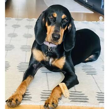 Magnolia (TN) -  Black And Tan Coonhound Dog for Adoption - Magnolia (TN) | PetCurious