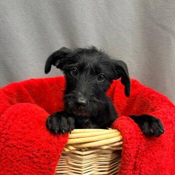 Standard Poodle and Mixed Breed Dogs Available for Adoption in Belleville, Illinois - Olivia | PetCurious