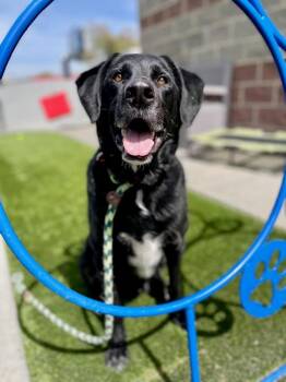 Labrador Retriever Dogs Available for Adoption - Thompson | PetCurious