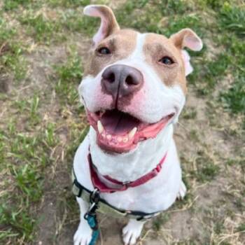 WishBone -  Pit Bull Terrier and Mixed Breed Dog for Adoption in Richmond, Virginia - WishBone | PetCurious