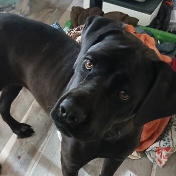 Rescue Cane Corso Dogs for Adoption in Bellflower, California - Velvet | PetCurious