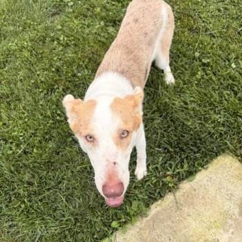 Knox -  Australian Shepherd Dog for Adoption in Bryan, Ohio - Knox | PetCurious