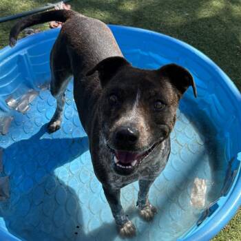 Ellie - Butler Campus -  Pit Bull Terrier and Mixed Breed Dog for Adoption in Flagstaff, Arizona - Ellie - Butler Campus | PetCurious