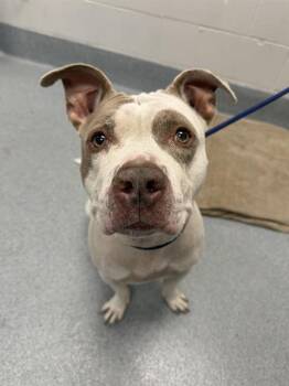 STING -  Pit Bull Terrier Dog for Adoption in Indianapolis, Indiana - STING | PetCurious