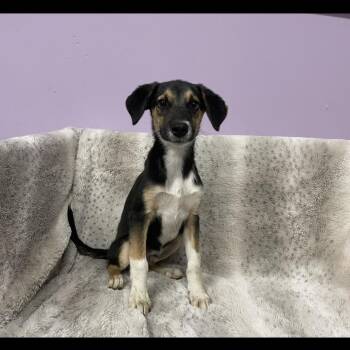 Legend in NH. Come Meet our Adoptable Dogs Wednesday-Saturday. M -  Australian Shepherd Dog for Adoption in Manchester, New Hampshire - Legend In NH. Come Meet Our Adoptable Dogs Wednesday-Saturday. M | PetCurious