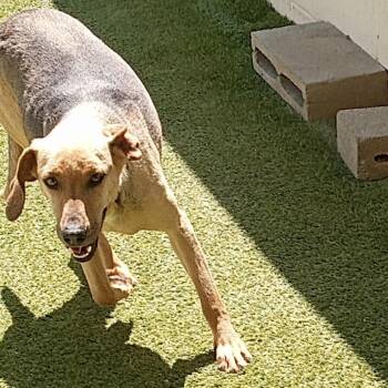 Coonhound and Mixed Breed Dogs Available for Adoption in Loxahatchee Groves, Florida - Cruella 1247 | PetCurious