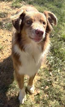 261562 Rudy -  Australian Shepherd Dog for Adoption in Wetumpka, Alabama - 261562 Rudy | PetCurious