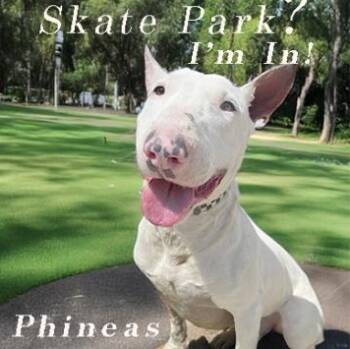 Rescue Bull Terrier Dogs for Adoption in Palm Desert, California - Phineus | PetCurious