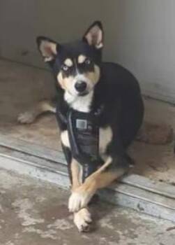 NEGRUZCO -  Husky Dog for Adoption in San Antonio, Texas - NEGRUZCO | PetCurious