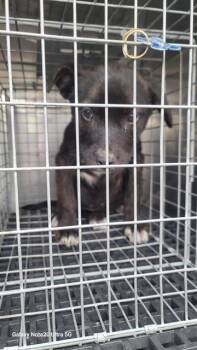 Mixed Breed Dogs Available for Adoption - KINCAID | PetCurious