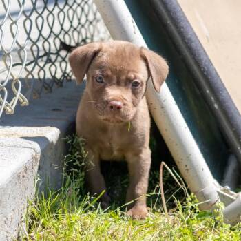 Mixed Breed Dogs Available for Adoption - Twinkies | PetCurious