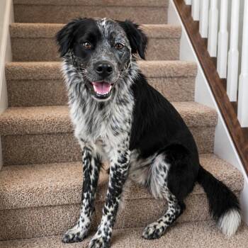 Australian Shepherd Dogs Available for Adoption in Houston, Texas - Rooster - Gentle, Easygoing & Overall GOOD Boy! (fostered In Phi | PetCurious