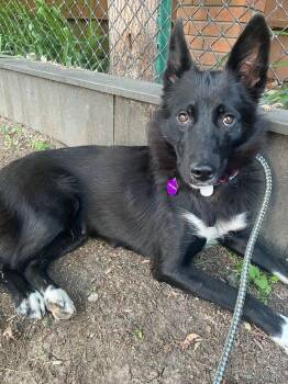 Sparkles -  Mixed Breed Dog for Adoption in Saskatoon, Saskatchewan - Sparkles | PetCurious