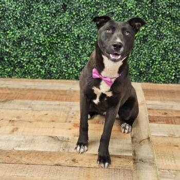 Beans -  Black Labrador Retriever and Pit Bull Terrier Dog for Adoption in East St. Louis, Illinois - Beans | PetCurious