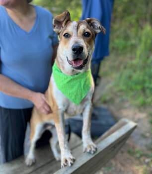 Mixed Breed Dogs Available for Adoption in Ellijay, Georgia - Franco | PetCurious