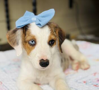 Trivia -  Australian Shepherd Dog for Adoption in Lucedale, Mississippi - Trivia | PetCurious