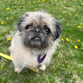 Mixed Breed Dogs Available for Adoption in Oshkosh, Wisconsin - Marley-Loves People! So Sweet. | PetCurious