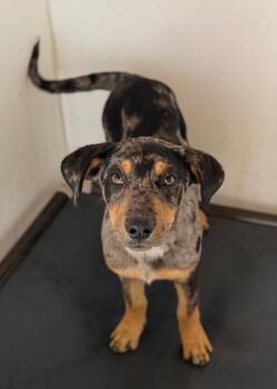 Cattle Dog Dogs Available for Adoption - Florea | PetCurious