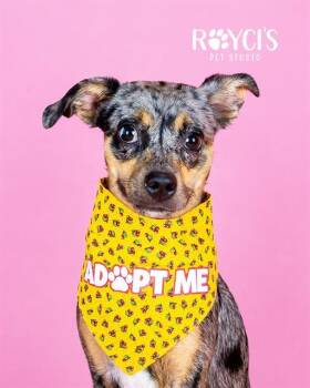 POLKA -  Chihuahua and Mixed Breed Dog for Adoption in West Valley City, Utah - POLKA | PetCurious