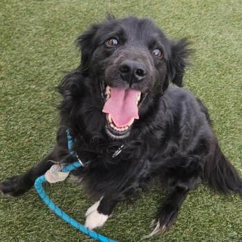 Oreo -  Black Labrador Retriever and Border Collie Dog for Adoption in Quakertown, Pennsylvania - Oreo | PetCurious
