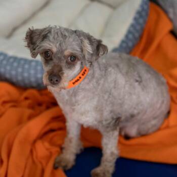 Kenicki (F26-27) -  Miniature Poodle Dog for Adoption in Peyton, Colorado - Kenicki (F26-27) | PetCurious