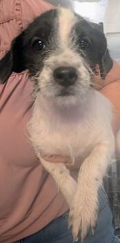 Chihuahua Dogs Available for Adoption - Kylie  | PetCurious