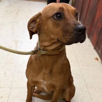 Hound Dogs Available for Adoption - Amber | PetCurious